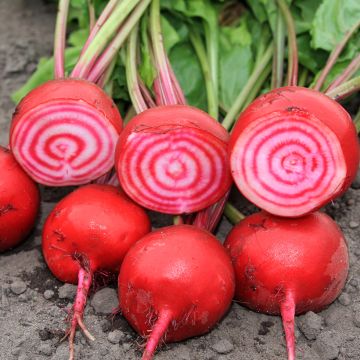 Rote Bete Chioggia BIO