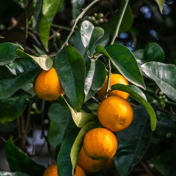 Bitterorange Bouquet de Fleur - Citrus aurantium