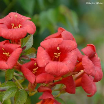 Campsis x tagliabuana Ebony & Red - Große Klettertrompete