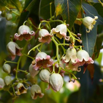 Brachychiton populneus - Flaschenbaum