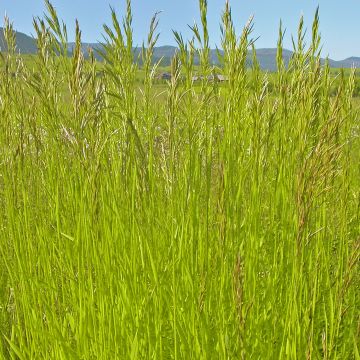 Bromus inermis Skinner s Gold - Unbegrannte Trespe