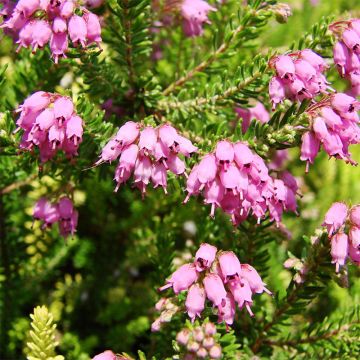 Bruckenthalia spiculifolia - Ährenheide