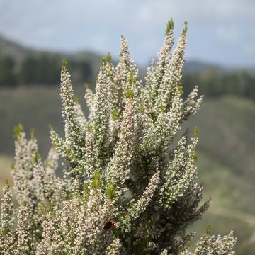 Baum-Heide Pink Joy - Erica arborea
