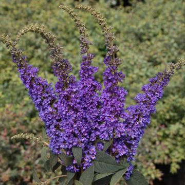 Buddleia Blue Chip Jr - Sommerflieder