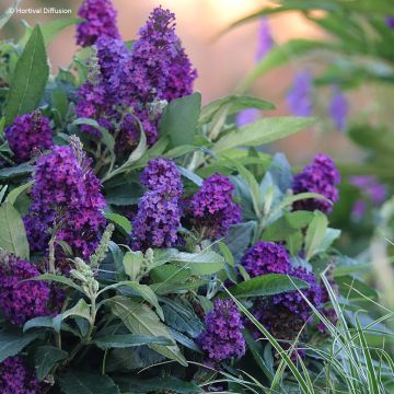 Buddleia davidii Tiny Buddy Deep Blue - Sommerflieder