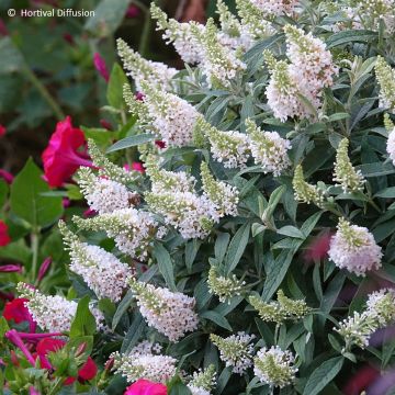 Buddleja Tiny Buddy White - Sommerflieder