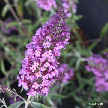 Buddleja davidii Sophie - Sommerflieder