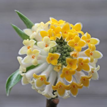 Edgeworthia chrysantha Winter Liebe - Edgeworthie