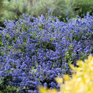 Säckelblume Pacific Wave - Ceanothus