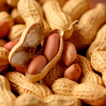 Erdnuss - Arachis hypogaea