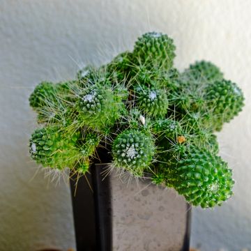 Kaktus - Mammillaria Un Pico