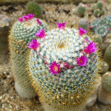 Kaktus - Mammillaria hahniana