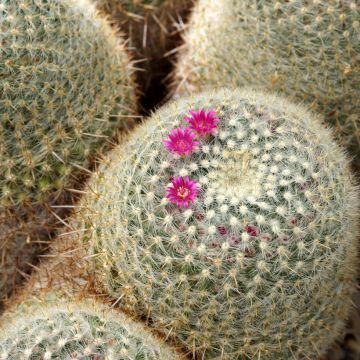 Kaktus - Mammillaria muehlenpfordtii
