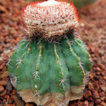 Melonenkaktus - Melocactus bahiensis