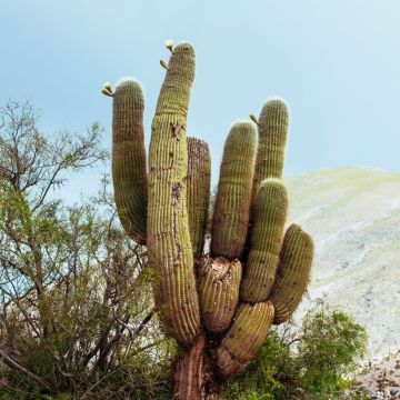 Kaktus - Pachycereus pringlei