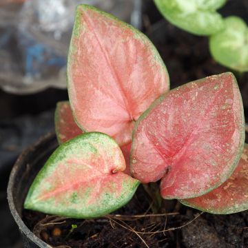 Caladium Maculatum