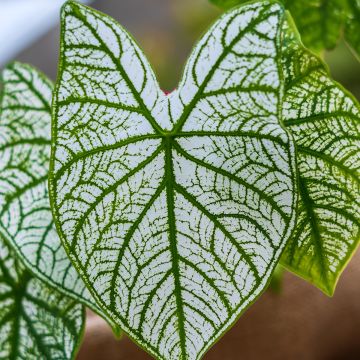 Caladium Pliage