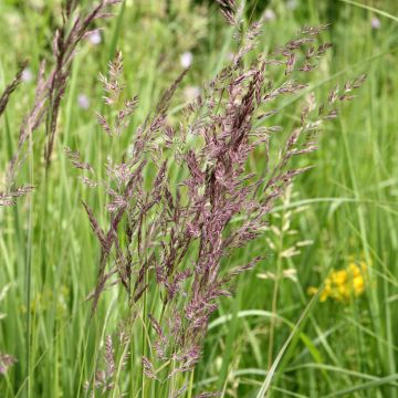 Calamagrostis acutiflora Overdam - Reitgras
