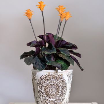 Calathea crocata - Korbmaranten