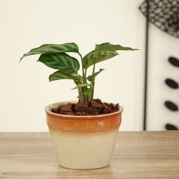 Calathea Freddie - Korbmaranten