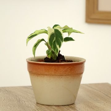 Calathea Fusion White - Korbmaranten