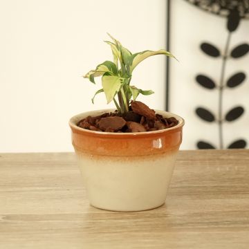 Calathea Yellow Fusion - Korbmaranten