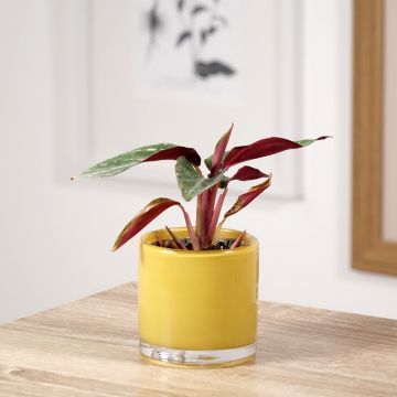 Calathea Magic Star - Korbmaranten