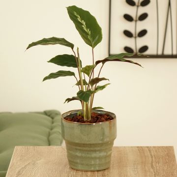 Calathea Maui Queen - Korbmaranten