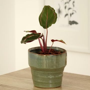 Calathea Medaillon - Korbmaranten