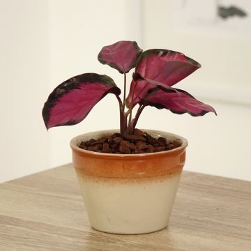 Calathea Misty Red - Korbmaranten