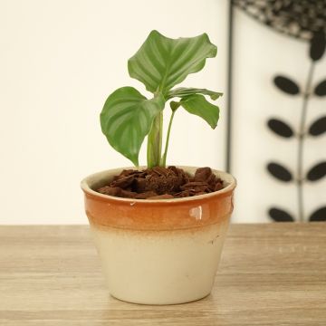 Calathea orbifolia - Korbmaranten