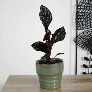 Calathea ornata - Korbmaranten