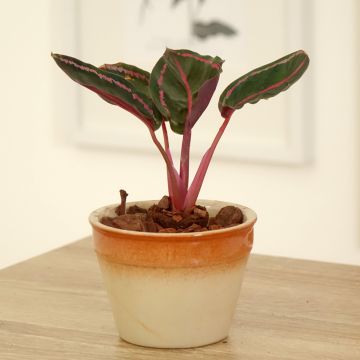 Calathea roseopicta - Korbmaranten
