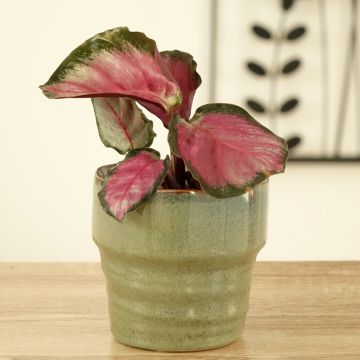 Calathea roseopicta Rosy - Korbmaranten