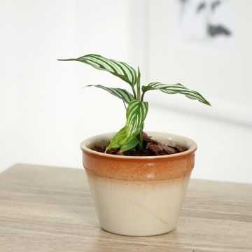 Calathea vittata - Korbmaranten