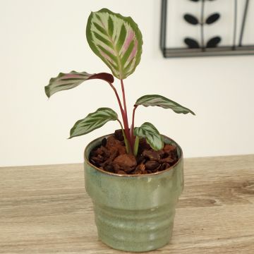 Calathea Peacock - Korbmaranten