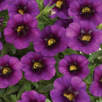 Calibrachoa Noa Ultra Purple - Mini-pétunia