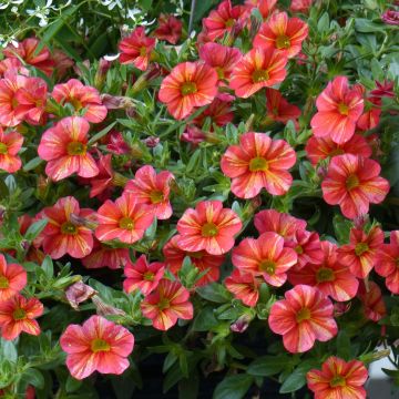 Calibrachoa Superbells Tropical Sunrise - Mini-pétunia