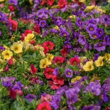 Zauberglöckchen Noa Mixis Cleantha - Calibrachoa