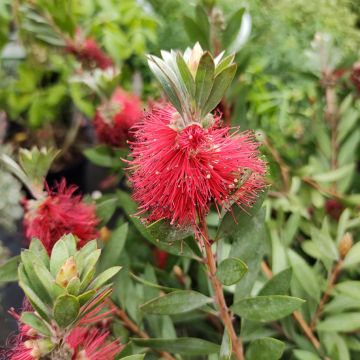 Callistemon masotti Mini Red - Zylinderputzer
