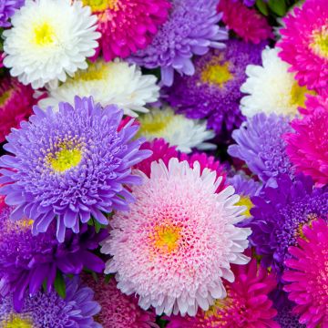 Graines de Reine-marguerite Princess en mélange