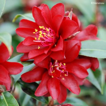 Camellia williamsii Night Rider - Kamelie