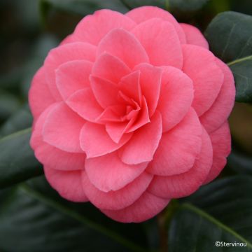 Camellia Tada Meibi - Japanische Kamelie