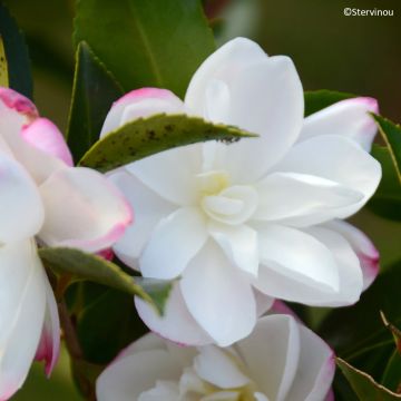 Camellia sasanqua Blush – Herbstblühende Kamelie
