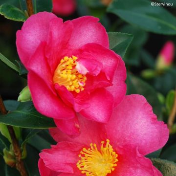 Camellia sasanqua Hiryu - Herbstblühende Kamelie