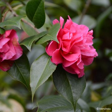 Camellia reticulata Illumination - Kamelie
