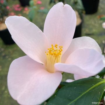 Camellia sasanqua Île Vierge - Herbstblühende Kamelie
