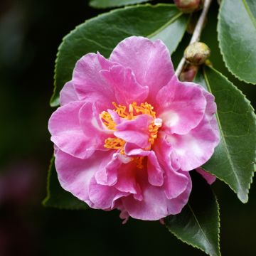 Camélia d automne - Camellia sasanqua Showa no Sakae