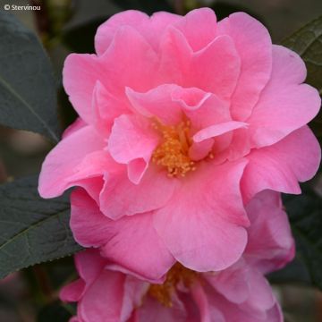 Camellia reticulata China Lady - Kamelie
