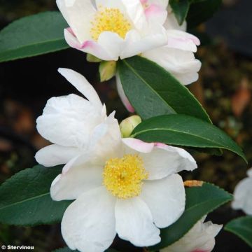 Camélia d'automne - Camellia sasanqua Survivor